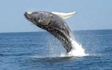Avistamiento de Ballenas