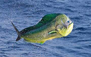 Yates, Veleros y Pesca.